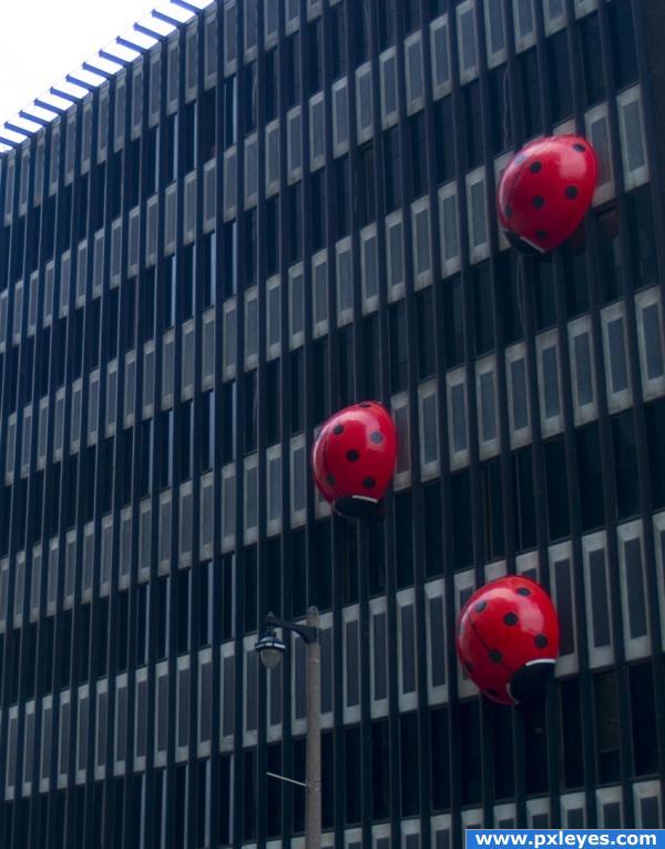 Ladybugs of the city